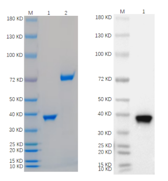 Reducing 4%-20% SDS-PAGE (CBB stained) and WB (Anti-His Mouse Monoclonal antibody) analysis profiles of purified AKR1B1.
1. AKR1B1: 1 μg
2. BSA: 1 μg